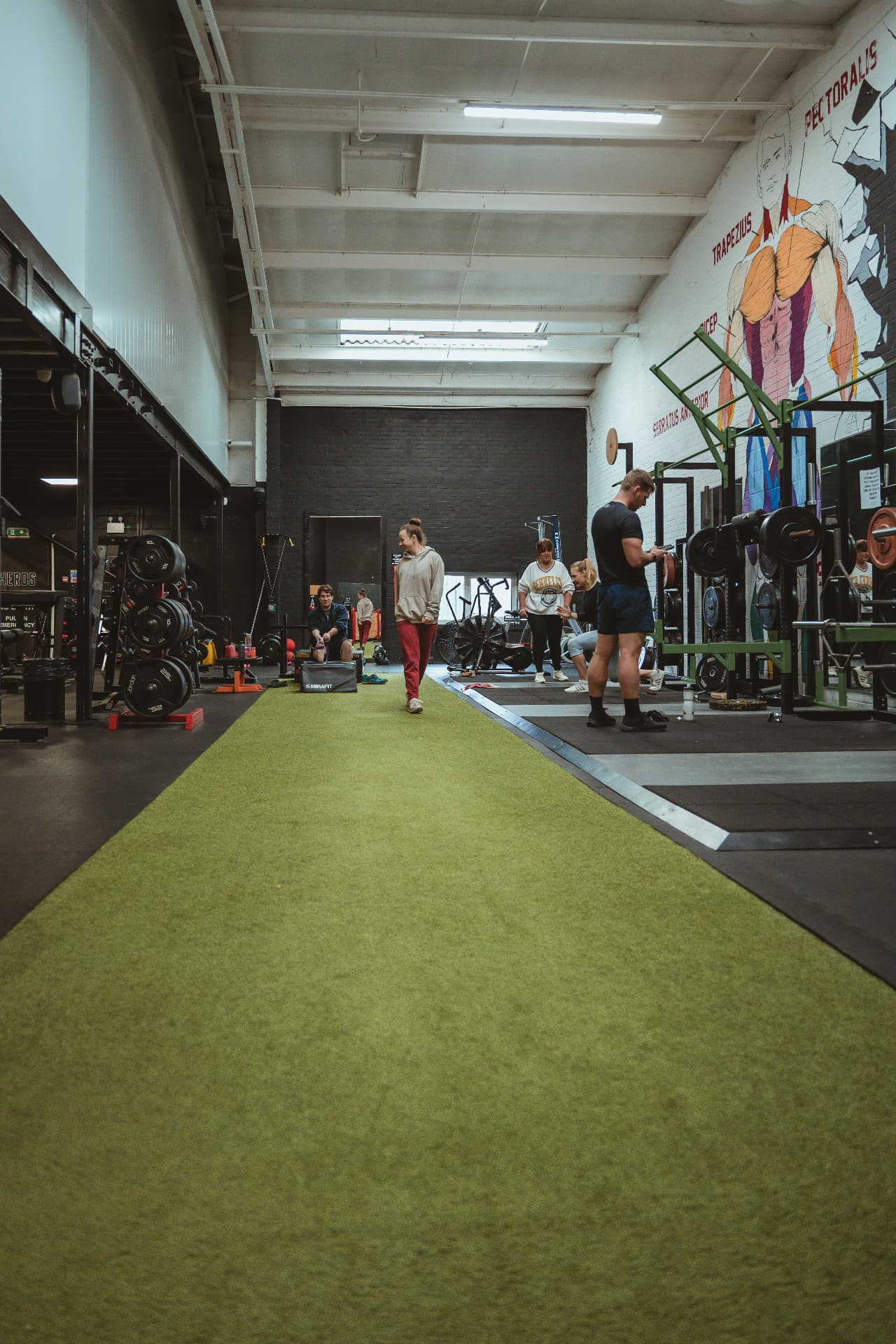 Members training on the sprint track and squat racks beside the muscle-anatomy mural